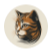 Tabby Tabby